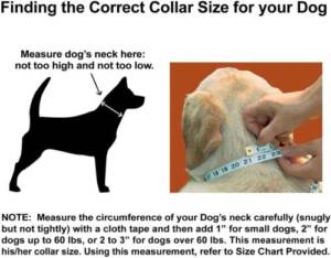How to make sure your dog's collar fits properly