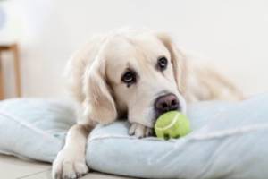 How Long Can A Dog Go Without Eating With Pancreatitis
