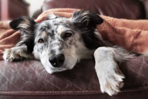 Is Furosemide dangerous for dogs