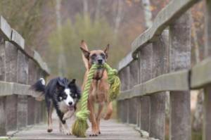 Increase walks and playtime of your dog