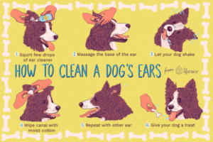 How To Make Your Dog Smell Good