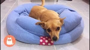 How to make a dog bed