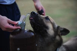 how long can a dog go without water in the heat