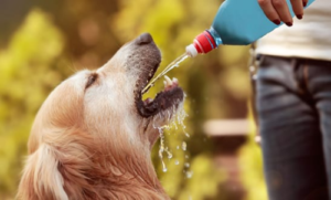 how long can a dog go without water when sick