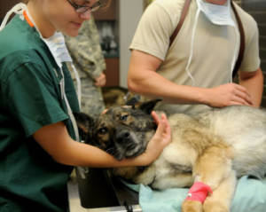 General Anaesthesia for Dogs