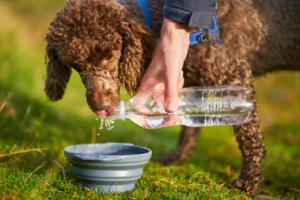 how long can a dog go without water safely