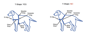 How to measure a dog for a harness