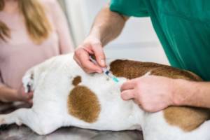Possible treatments for dogs eating gum