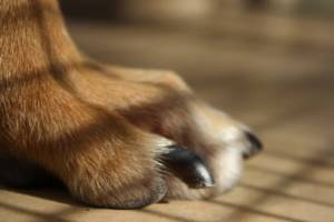 How do I prevent my dog from developing a fear of nail trimming