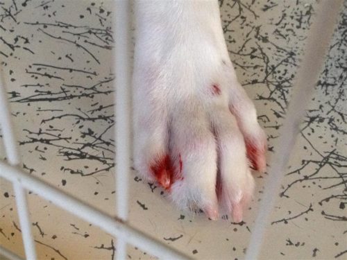 How to Stop Dog Nail from Bleeding