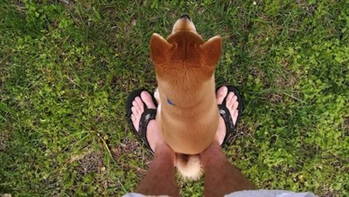 What does it mean when a dog sits on your Feet