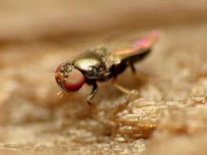Do Dog Poop, and Manure used for Plants Attract Gnats