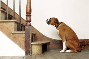 Dogs who can't figure out stairs