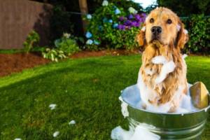 How long after Frontline can I bath my Dog: 6 Minute Read? — Doggy Talent - Everything about Dog Behaviour