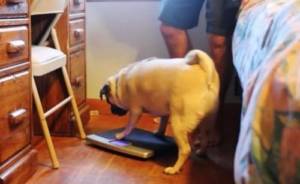 HOW TO WEIGH YOUR DOG
