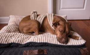 How to Swaddle a Dog at home yourself? — Doggy Talent - Everything about Dog Behaviour