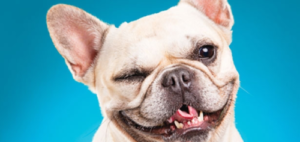 what does it mean when a dog winks at you