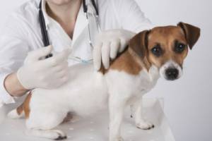 What happens if a dog gets vaccinated twice