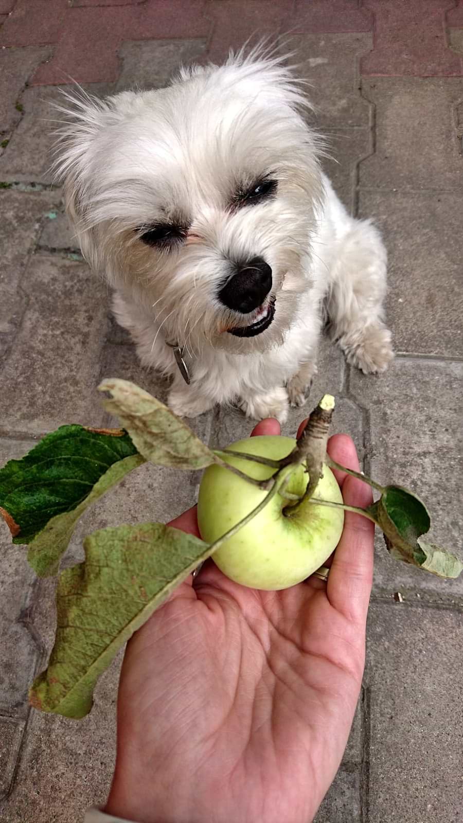 Can dogs eat pears