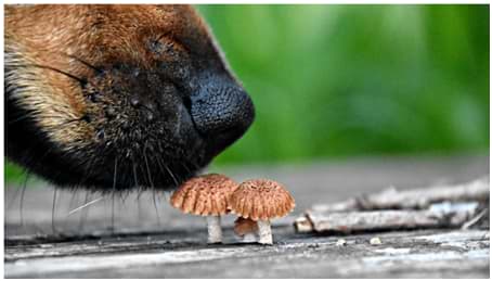 Can Dogs Eat Mushrooms