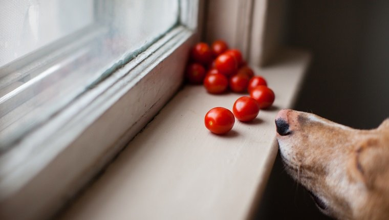Can Dogs eat Tomatoes